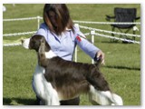 Barbaro